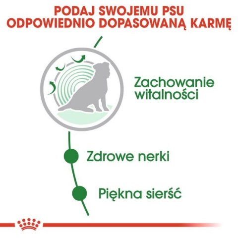 Royal Canin Mini Ageing 12+ karma mokra w sosie dla psów dojrzałych po 12 roku życia, ras małych saszetka 85g Royal Canin Mini Ageing 12+ karma mokra w sosie dla psów dojrzałych po 12 roku życia, ras małych saszetka 85g